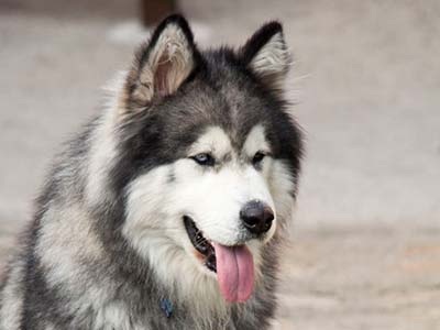 Alaskan Malamute